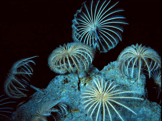 Crinoids abundant
