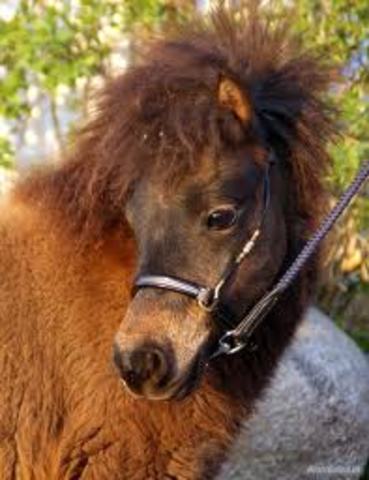 Det Radikale Venstre blev dannet