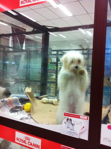 Novo chachorro (Pedro)