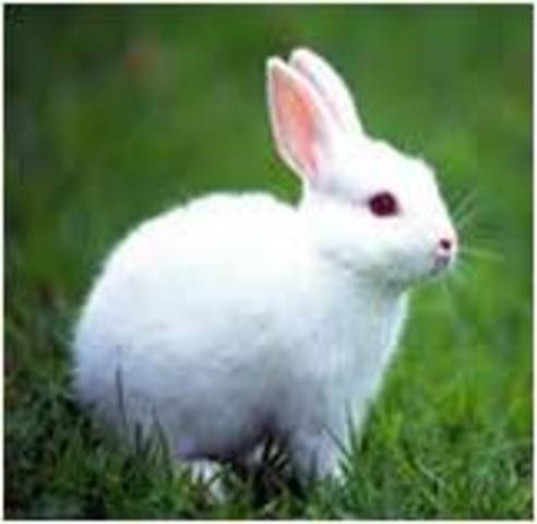 Meus bichos de estimação - Ana Paula