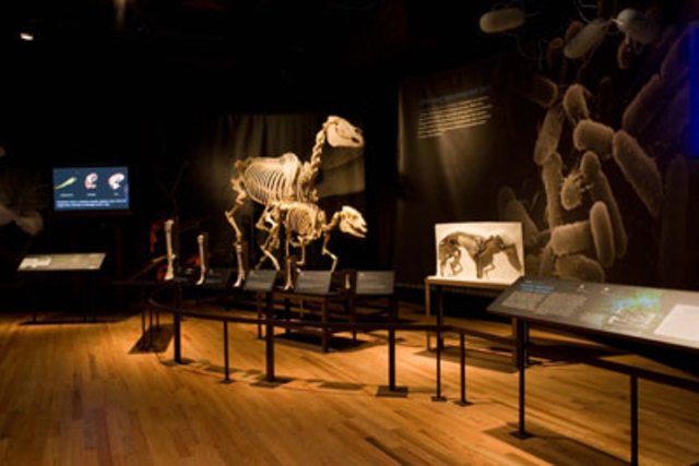 Artes - Masp: Exposição Charles Darwin