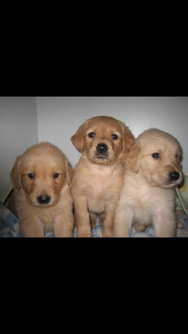 Luca - Mila teve filhotes