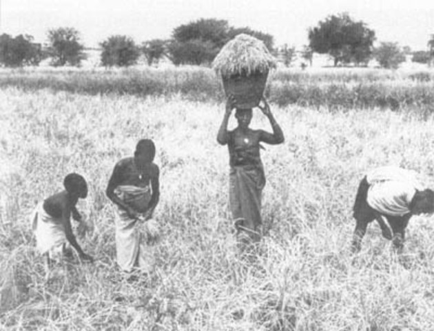 cuanto mas ira a aunmentar la poblacion mundial?