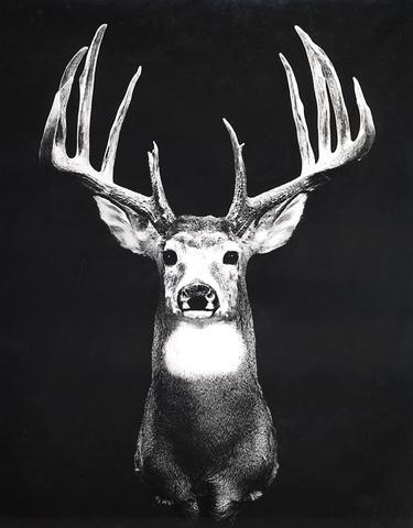 The Johnson Buck