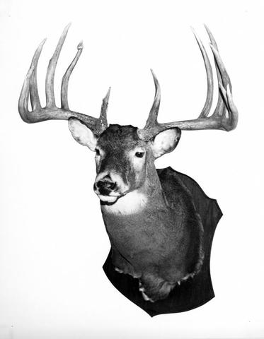 Gibson Buck