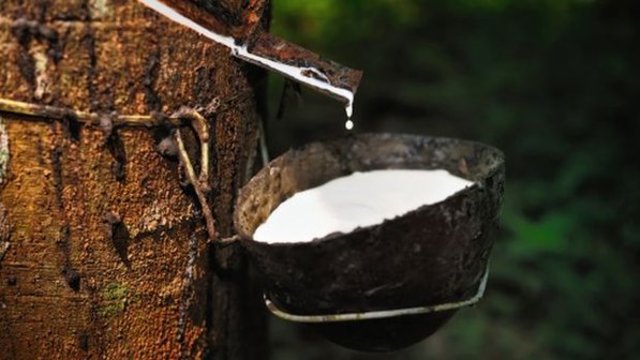 Produção do látex