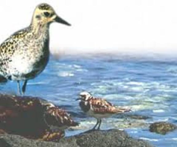 Golden Tree Plover