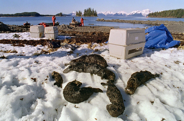 Exxon Valdez Oil Spill
