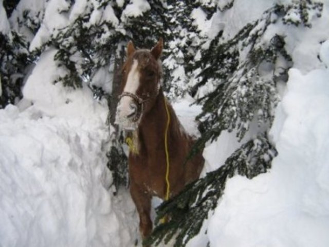 They found horses in danger