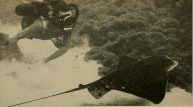 Jacques Cousteau's The Silent World: A Story of Undersea Discovery and Adventure