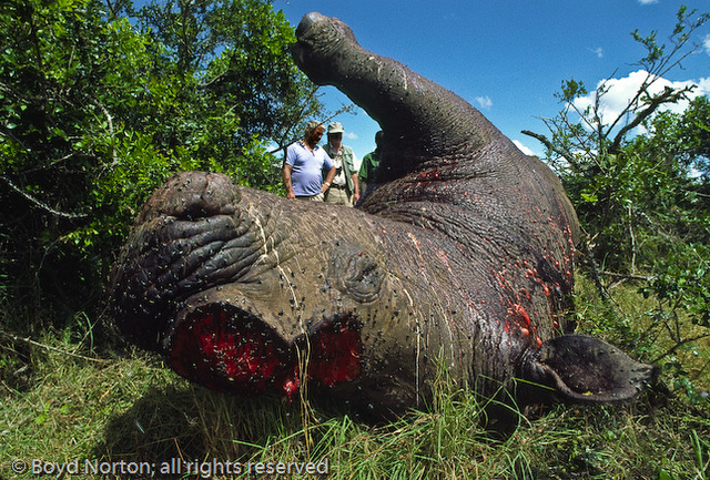 Poaching of Endangered Species in East Africa