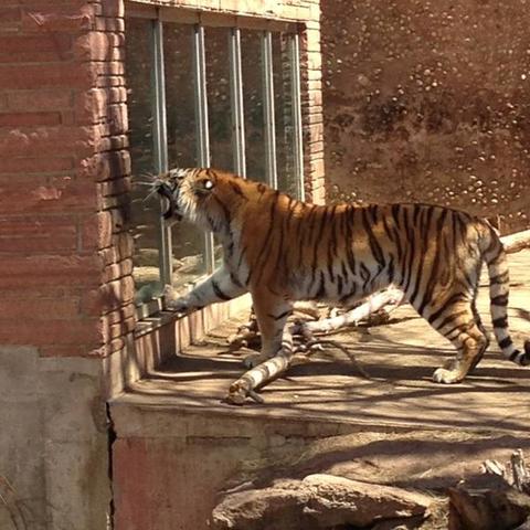 The Feline House Opens