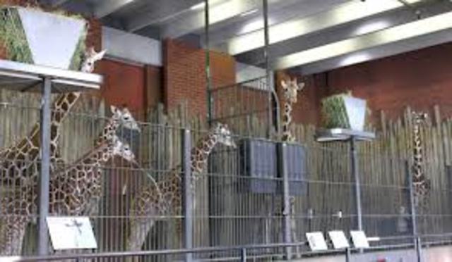 The Giraffe House Opens