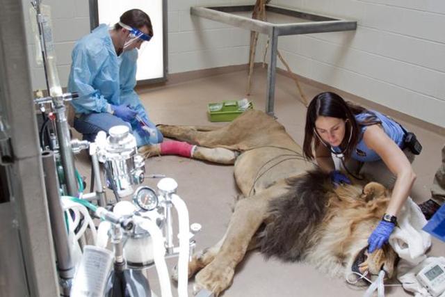 The Animal Hospital Opens