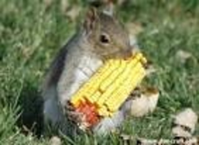 Eating squirrels