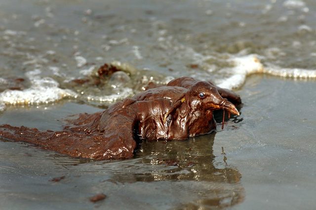 BP Oil Spill