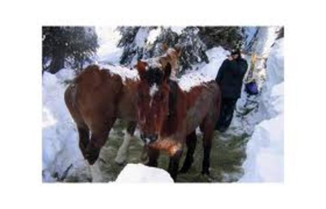 2 December:Town decided to help