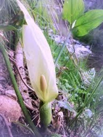 Publica sobre la intervanció dels insectes en la facundació de les orquídies