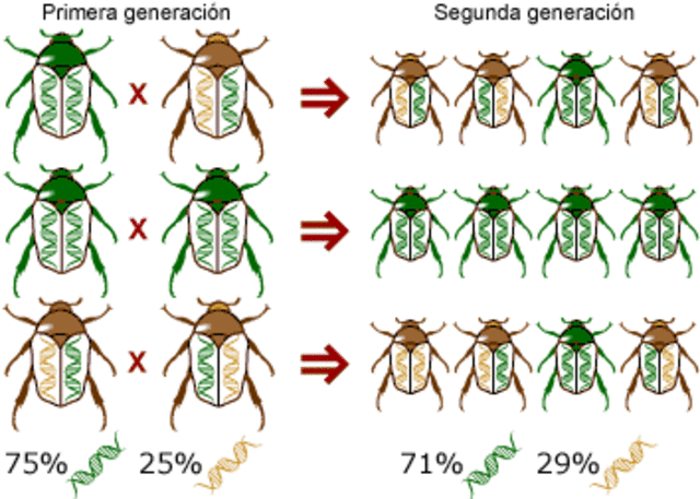 Publica "La descendència humana i la selecció sexual"