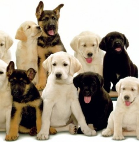 De 'zotte' honden. 2