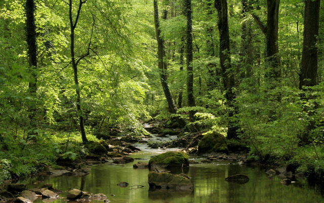 Equality Enjoys the Forest