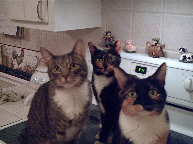 When We Found Our Cat's!