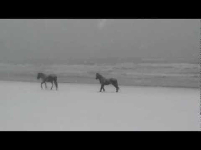 The horses were trapped