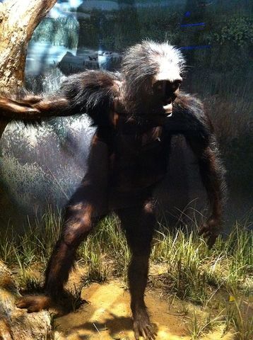 Australopithecus afarensis