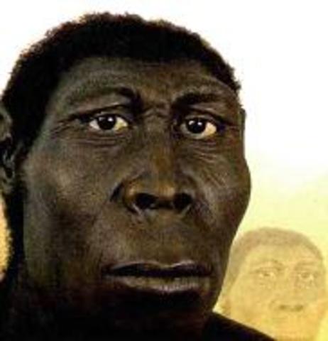 Homo erectus
