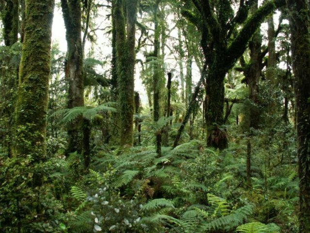 Escala a Nova Zelanda
