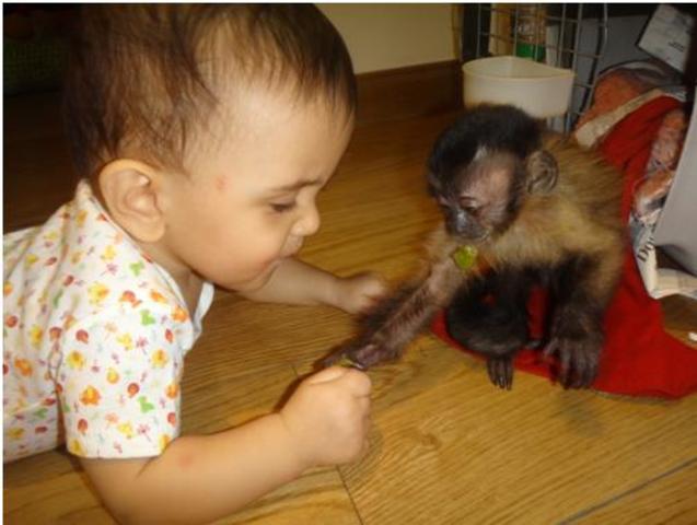 Pren nota del comportament d'un mico