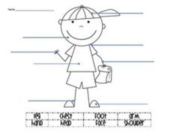 29 Months - Cognitive