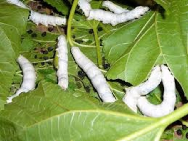 hoping to produce silk etc
