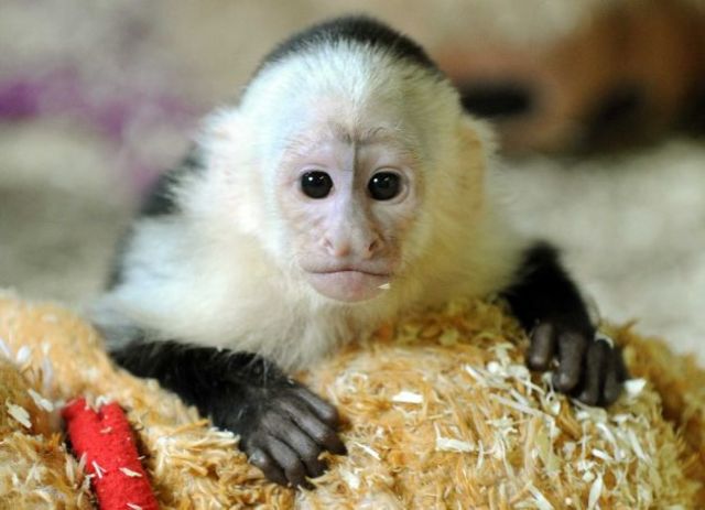 First pet monkey