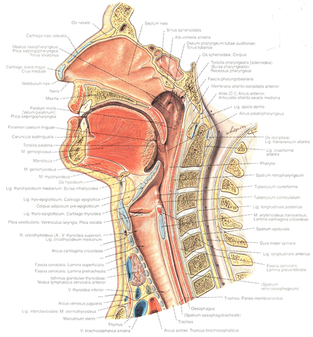 Food Enters Mouth - Amylase
