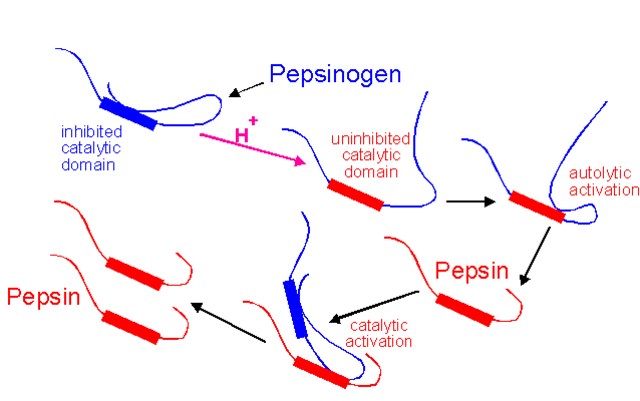 Bolus Enters Stomach - Pepsinogen, HCL, Pepsin, Renin,