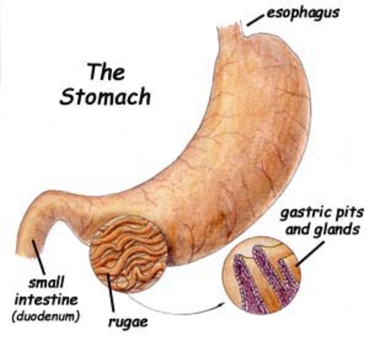Stomach enzyme