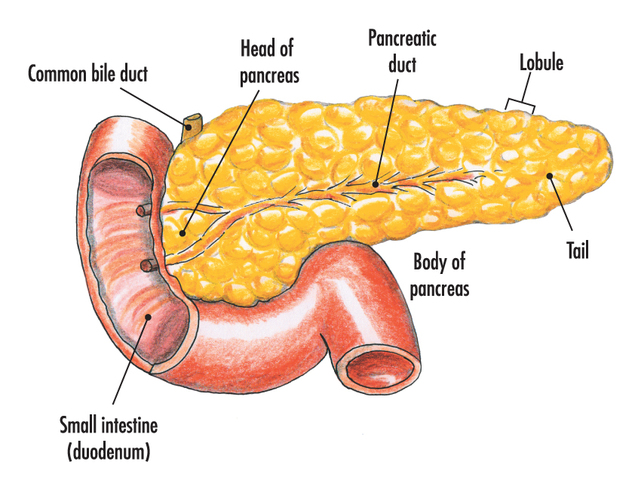 Pancreas