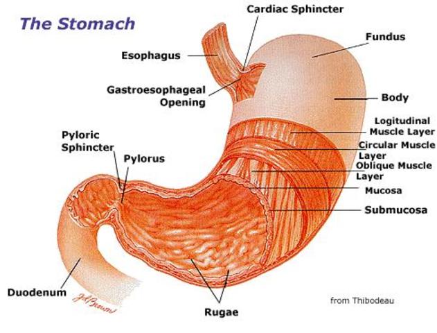 HCL, Pepsinogen and Pepsin