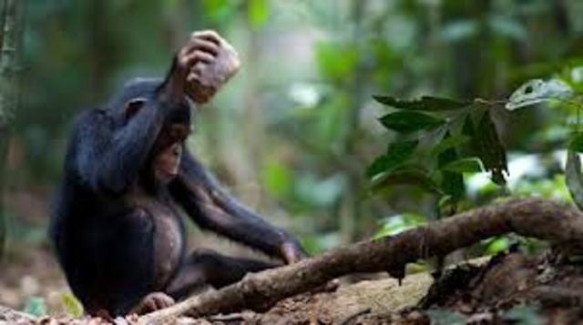 Observing Chimps