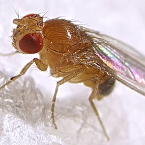 First Animals in Space