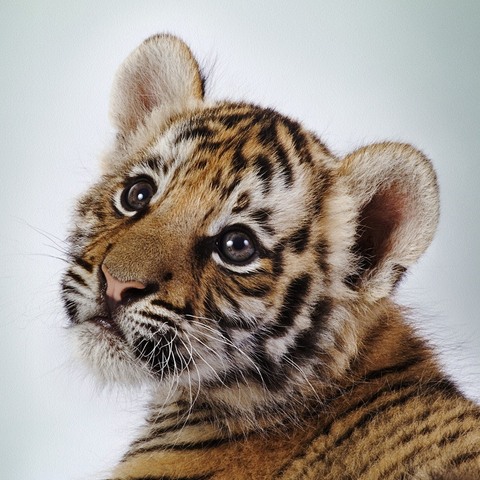Baby Tiger