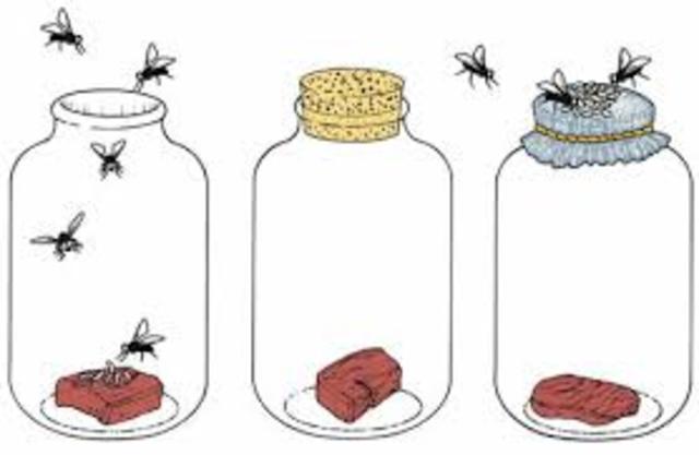 Experimento de Francisco Redi