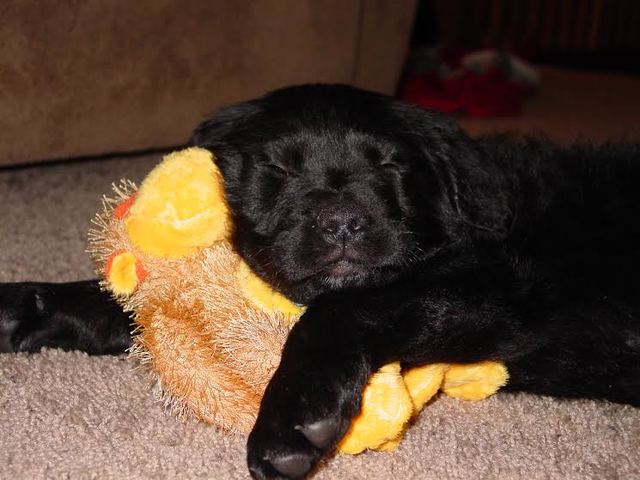 Our First Christmas with Bo