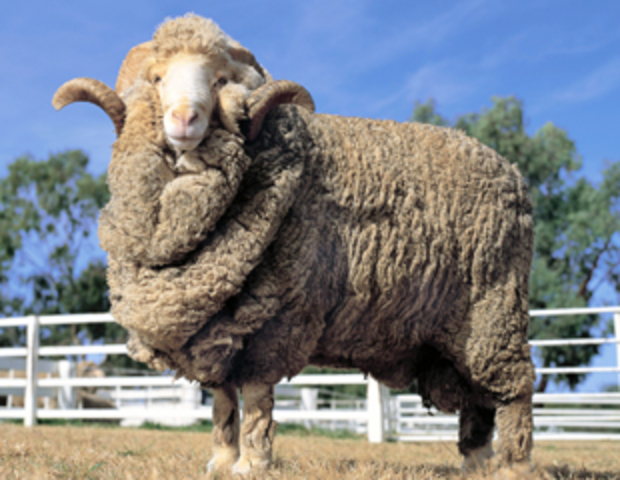 Merino sheep