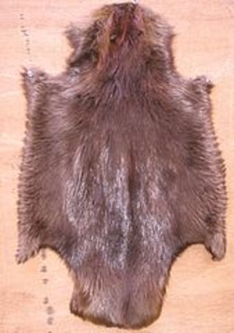 trade de fur