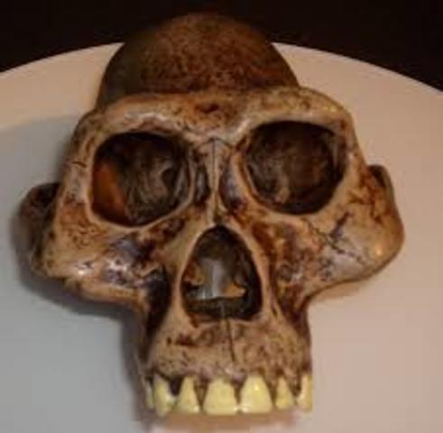 AUSTRALOPITHECUS ANAMENSIS