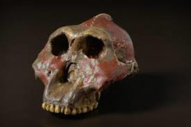 PARANTHROPUS BOISEI