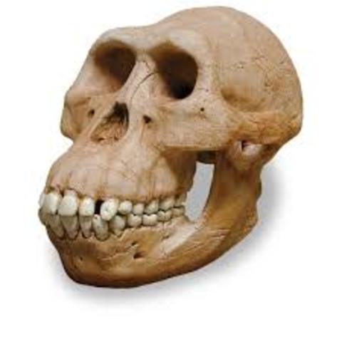 Australopithecus afarensis