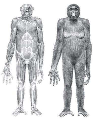 Ardipithecus ramidus